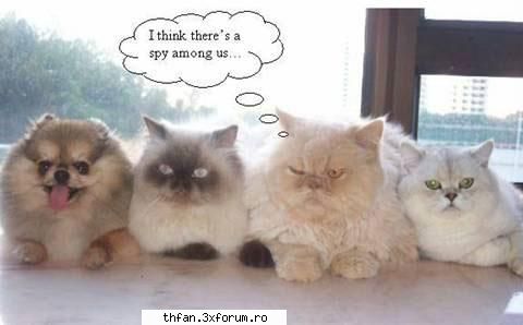 poze funny - oaaa..sa mai dea shi la altii nush de ce.. da' - Funny
